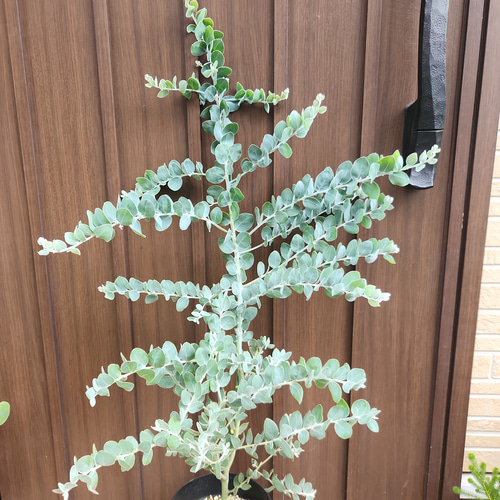 ボリューム美樹形　パールアカシア　鉢植え　２本立ち　ミモザ　苗　オージープランツ ボリューム美樹形 パールアカシア 鉢植え 2本立ち ミモザ 苗