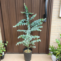 大きめ♡ブルーアイス　コニファー　テラコッタ鉢植え　苗 再販♡シルバーグリーンの葉が綺麗♡ブルーアイス テラコッタ