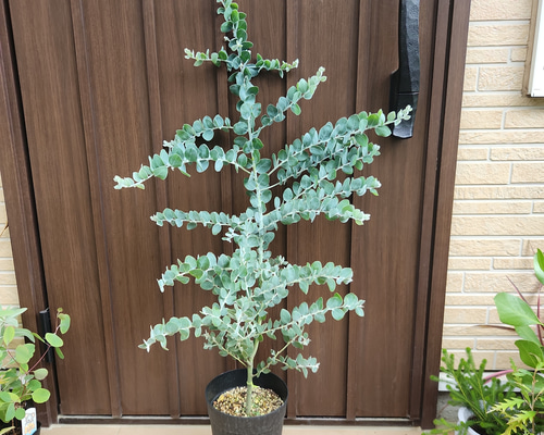 可愛い♪ パールアカシア 鉢植え ミモザ苗 オージープランツ