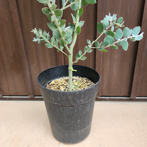 可愛い♪ パールアカシア 鉢植え ミモザ苗 オージープランツ