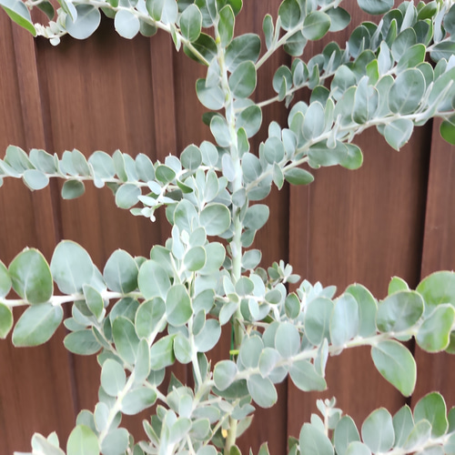 可愛い♪ パールアカシア 鉢植え ミモザ苗 オージープランツ