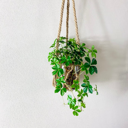 おしゃれ　『シュガーバイン』グラスハンギング　ベラボン植え  壁掛け　インテリア　観葉植物 5枚目の画像
