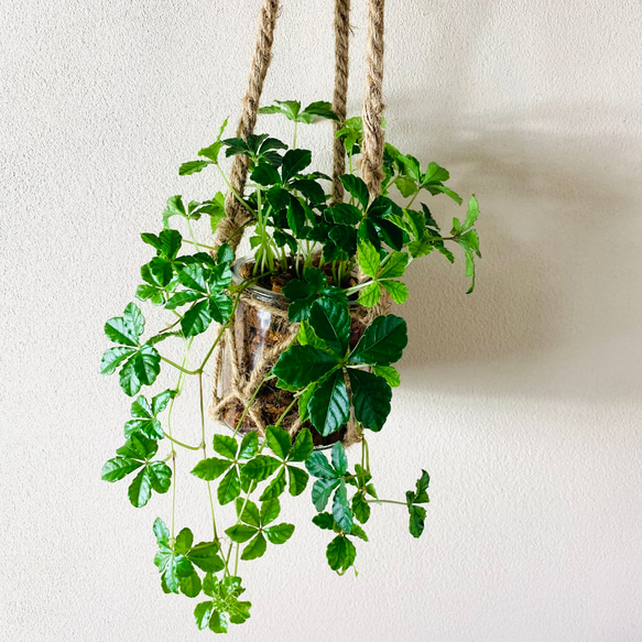 おしゃれ　『シュガーバイン』グラスハンギング　ベラボン植え  壁掛け　インテリア　観葉植物 4枚目の画像