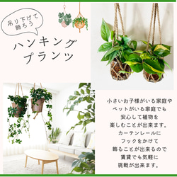 おしゃれ　『シュガーバイン』グラスハンギング　ベラボン植え  壁掛け　インテリア　観葉植物 9枚目の画像