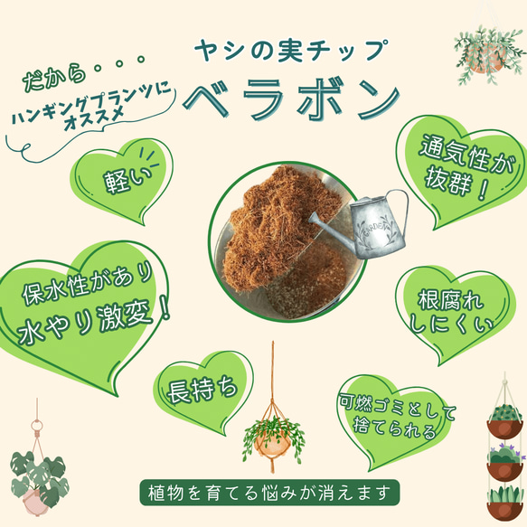 おしゃれ　『シュガーバイン』グラスハンギング　ベラボン植え  壁掛け　インテリア　観葉植物 8枚目の画像