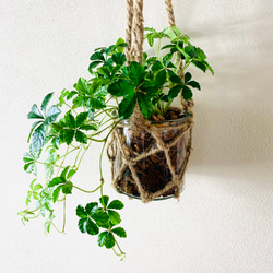 おしゃれ　『シュガーバイン』グラスハンギング　ベラボン植え  壁掛け　インテリア　観葉植物 6枚目の画像