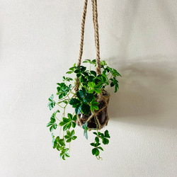 おしゃれ　『シュガーバイン』グラスハンギング　ベラボン植え  壁掛け　インテリア　観葉植物 3枚目の画像