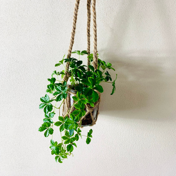 おしゃれ　『シュガーバイン』グラスハンギング　ベラボン植え  壁掛け　インテリア　観葉植物 1枚目の画像