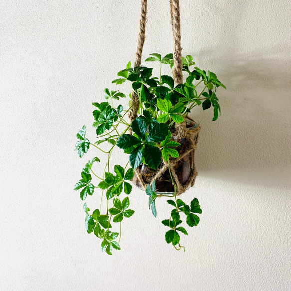 おしゃれ　『シュガーバイン』グラスハンギング　ベラボン植え  壁掛け　インテリア　観葉植物 2枚目の画像