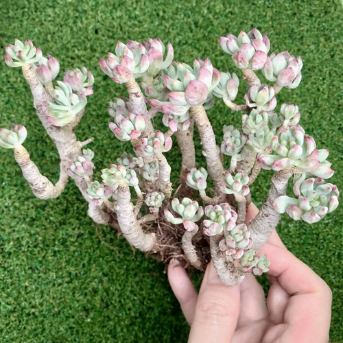 青りんご (ブルーエルフ、ブルーアップル) 大苗、木質化【セデベリア