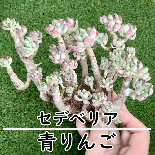 青りんご (ブルーエルフ、ブルーアップル) 大苗、木質化【セデベリア 