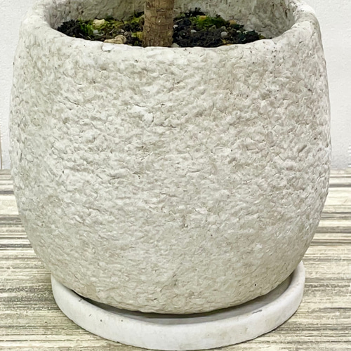 超大株！コルジリネ コーヒークラシック1.5M(鉢底から)期間限定セール