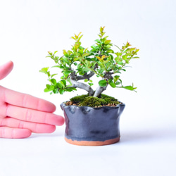 歌磨呂(うたまろ)さん 黒松 ミニ盆栽 自作鉢 盆栽 樹と花と 通販