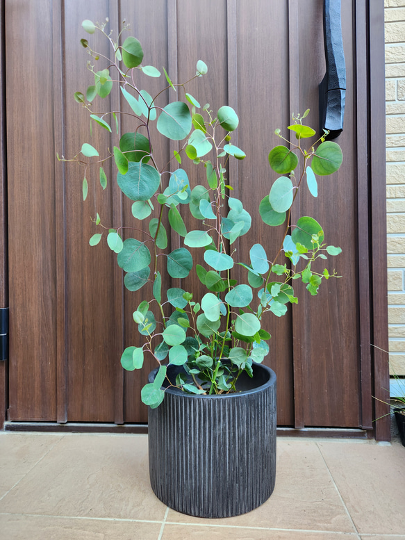 ユーカリ ポポラス スクエア型テラコッタ鉢植え 苗 可愛い♪ユーカリ