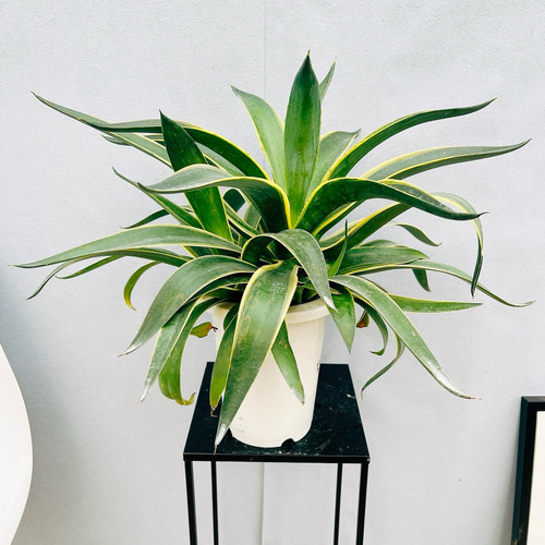 現品］7番 アガベ ベネズエラ 錦 斑入り 観葉植物 大型