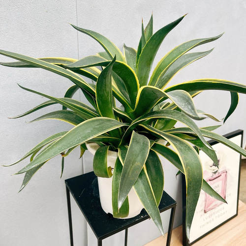 現品］7番 アガベ ベネズエラ 錦 斑入り 観葉植物 大型