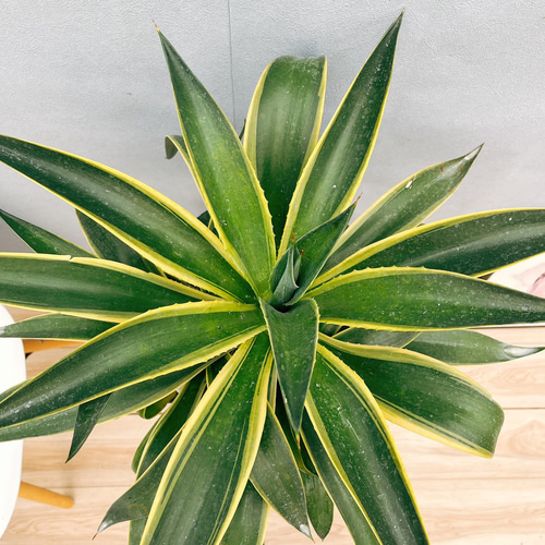アガベベネズエラ みーこ様 確認 用 現品］7番 アガベ ベネズエラ 錦 斑入り 観葉植物 大型