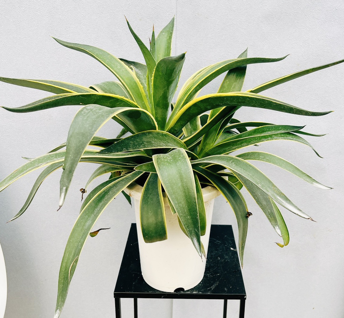 アガベ ベネズエラ 斑入り 大型 130センチ 京都 【公式通販】