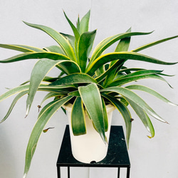 リュウゼツラン☆斑入りアガベ☆入荷です♪ e8028b624191e09083fa3e0fa15060