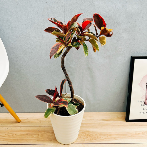 エステー① フィカス アルテシマ 8号 特大苗木最高等級極上品