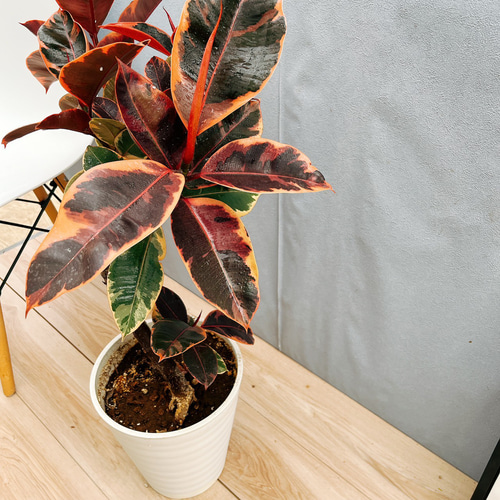 ［現品］97番　フィカスルビー　曲がり　8号　観葉植物　室内　ゴムの木 可愛い 現品］1番 フィカスルビー 曲がり 8号 観葉植物 室内 おしゃれ