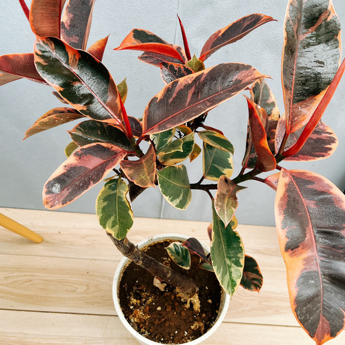 ［現品］97番　フィカスルビー　曲がり　8号　観葉植物　室内　ゴムの木 可愛い 現品］1番 フィカスルビー 曲がり 8号 観葉植物 室内 おしゃれ