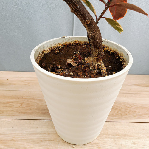 現品］1番 フィカスルビー 曲がり 8号 観葉植物 室内 おしゃれ