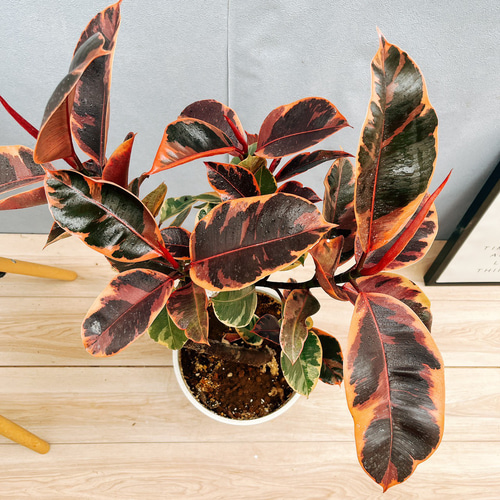 現品］1番 フィカスルビー 曲がり 8号 観葉植物 室内 おしゃれ ゴムの