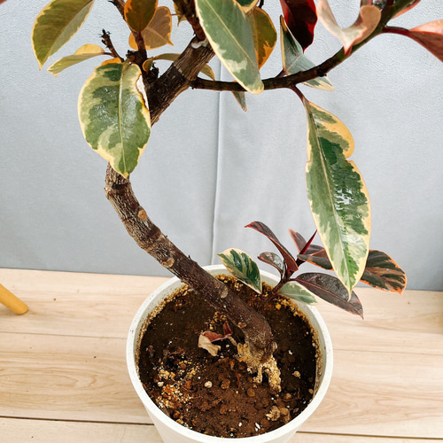 ［現品］97番　フィカスルビー　曲がり　8号　観葉植物　室内　ゴムの木 可愛い 現品］1番 フィカスルビー 曲がり 8号 観葉植物 室内 おしゃれ