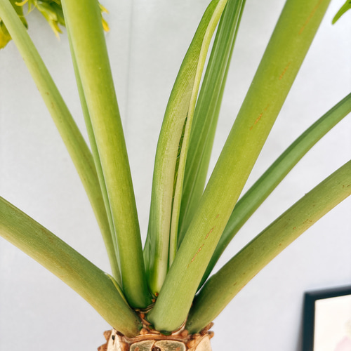現品］A6 フィロデンドロン セローム 幹上がり 10号 観葉植物