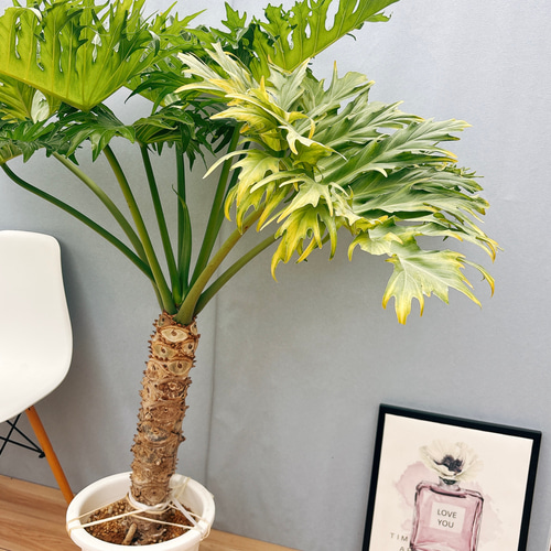 引き取り限定　フィロデンドロン　セローム　6号　幹曲がり　観葉植物 フィロデンドロン：セローム（幹上がり） 6号23-01 の通販