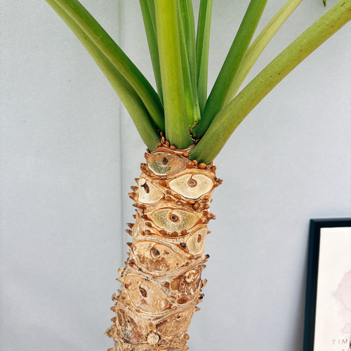 現品］A6 フィロデンドロン セローム 幹上がり 10号 観葉植物