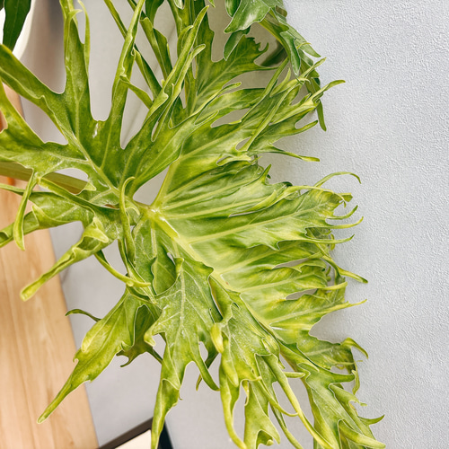 現品］A6 フィロデンドロン セローム 幹上がり 10号 観葉植物