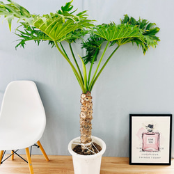 人気アイテムランキング(新品)  現品］【希少】9番 アンスリウム ワロクアーナム 2.5号 観葉植物 その他観葉植物