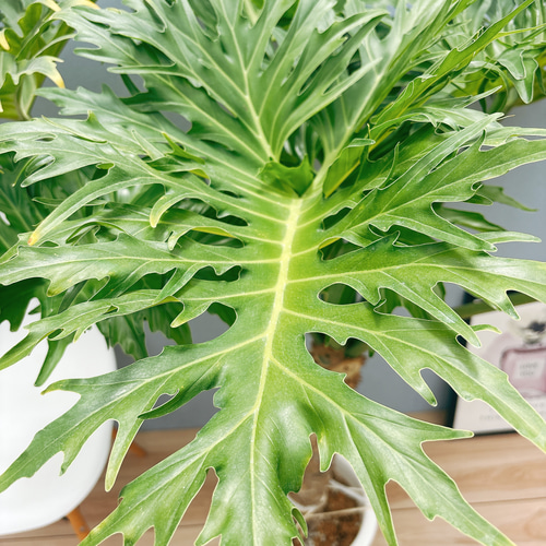 大型　フィロデンドロン・セローム Philodendron selloum フィロデンドロン セローム – THE PLANT