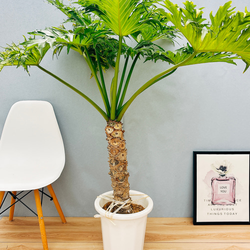 フィロデンドロン セローム 巨大！根上がり 幹上がり 大型観葉植物