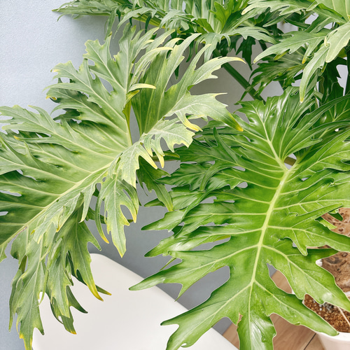 現品］A6 フィロデンドロン セローム 幹上がり 10号 観葉植物 大型