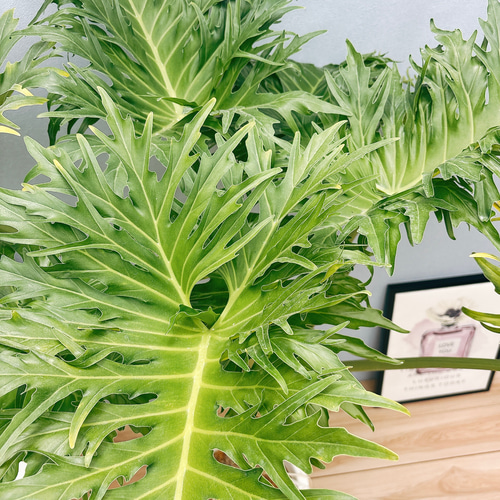 現品］A6 フィロデンドロン セローム 幹上がり 10号 観葉植物