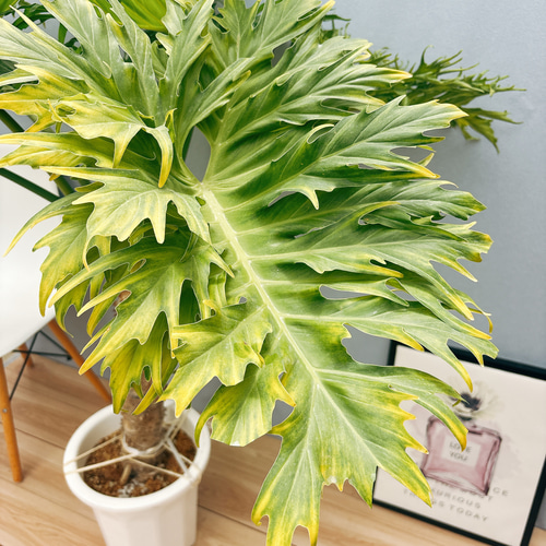現品］A6 フィロデンドロン セローム 幹上がり 10号 観葉植物