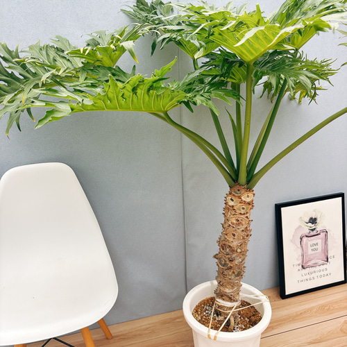 現品］A6 フィロデンドロン セローム 幹上がり 10号 観葉植物