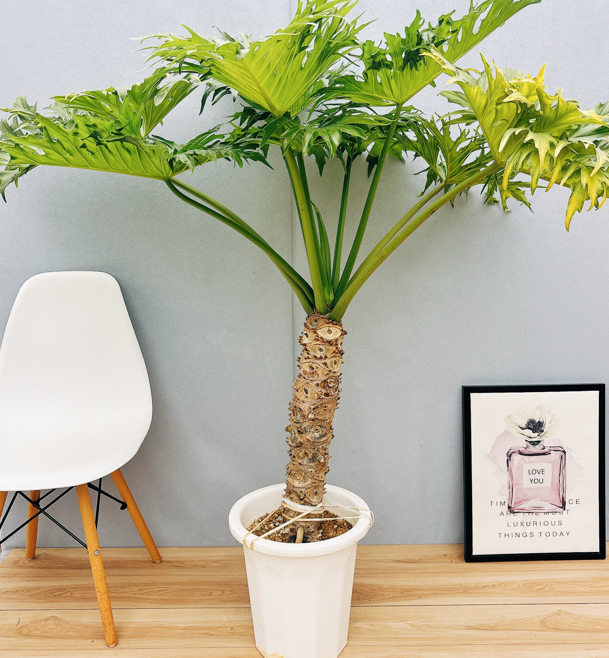大型　フィロデンドロン・セローム Philodendron selloum フィロデンドロン セローム – THE PLANT