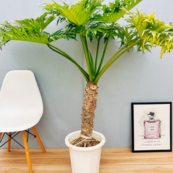 現品］90番 エスキナンサス マルモラタス 5号 観葉植物 室内