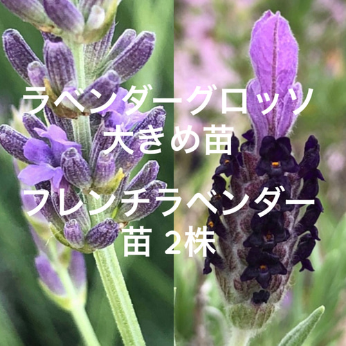 ラベンダーグロッソ 大きめ苗 フレンチラベンダー2株付き ＊ ポット