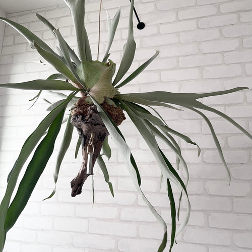 ビカクシダ コウモリラン ビーチー ビーチー群生 流木付け 観葉植物