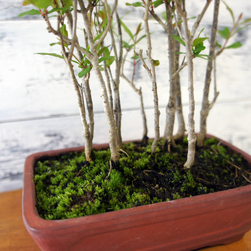 盆栽 『ザクロ』 インテリア 苔 観葉植物 園芸 オブジェ 送料無料 b088 盆栽 『ザクロ』 インテリア 苔 観葉植物 園芸 オブジェ 送料