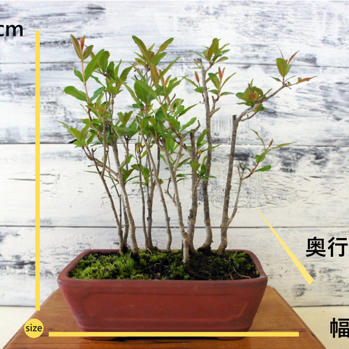 盆栽 『ザクロ』 和風 インテリア 花 苔 実 園芸 ガーデニング