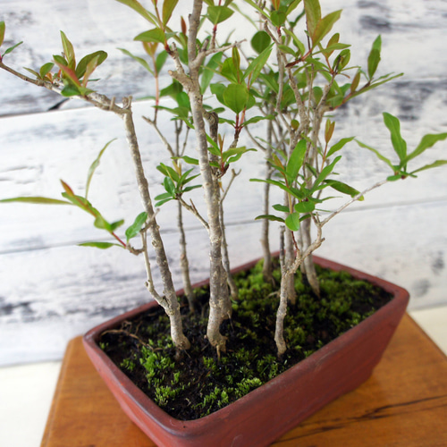 盆栽 『グミ』 インテリア 園芸 観葉植物 ガーデニング 送料無料 b039 グミ 一才性 鉢植え 現品 盆栽 : やまおか碧山苑ヤフー店 - 通販