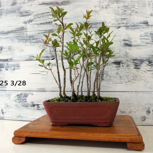 盆栽 『ザクロ』 和風 インテリア 花 苔 実 園芸 ガーデニング 観葉