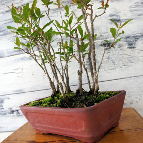 盆栽 『ザクロ』 和風 インテリア 花 苔 実 園芸 ガーデニング 観葉