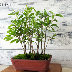 盆栽 『ザクロ』 和風 インテリア 観葉植物 園芸 オブジェ 送料無料 b136 ee5ebae1ef5e68fe0e9354d2eb4ec2